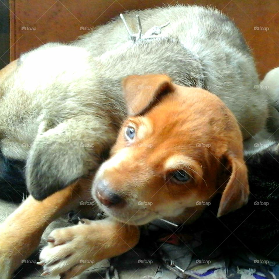 a dog sleeping on the blue eye puppy