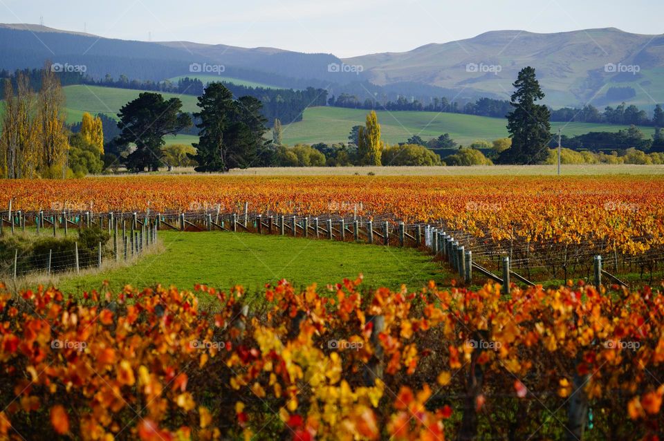 Grape yards South Island in New Zealand 