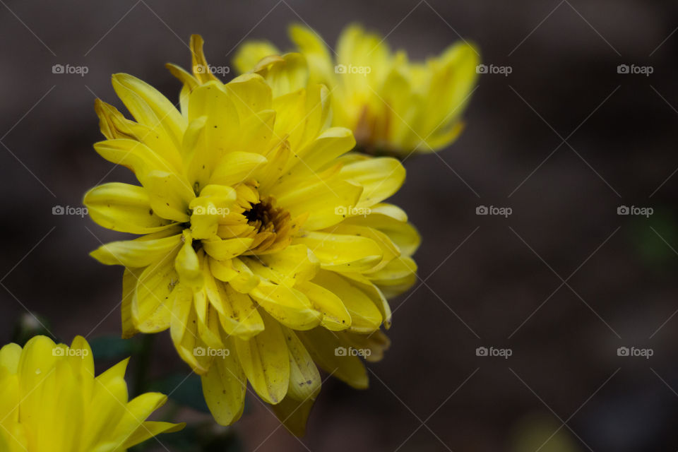 Yellow roses