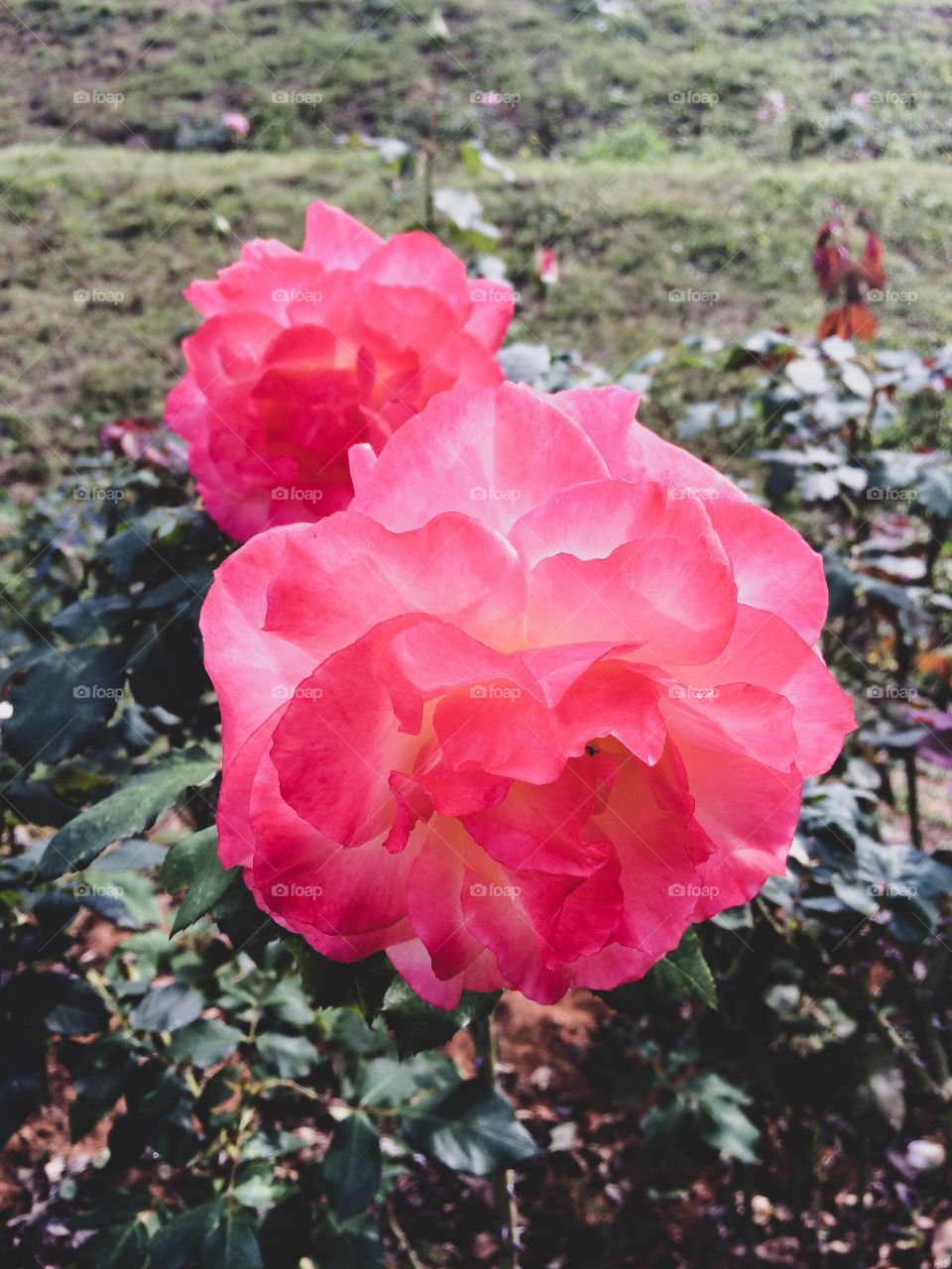 Ever has it been that love knows not its own depth until the hour of separation.