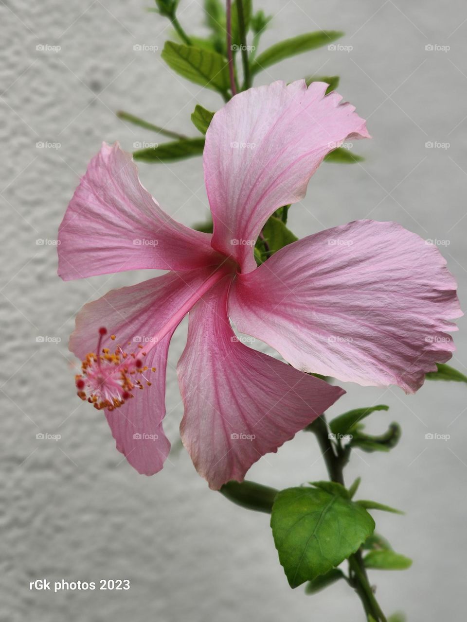 pink hibiscus