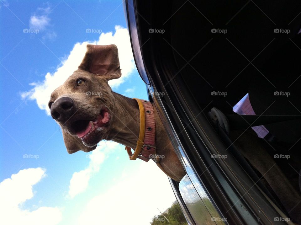 Weimaraner stretches her neck out of the car window while moving and feels the air on her face while and her ears flap. 