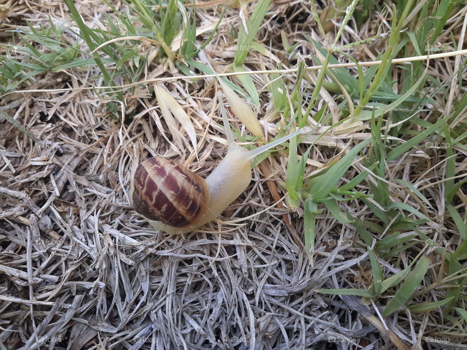 Snail