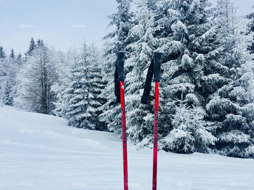 Red trekking poles with forest covered in snow in the background 