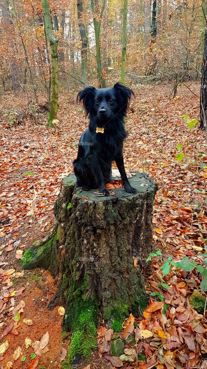 Autumn dog