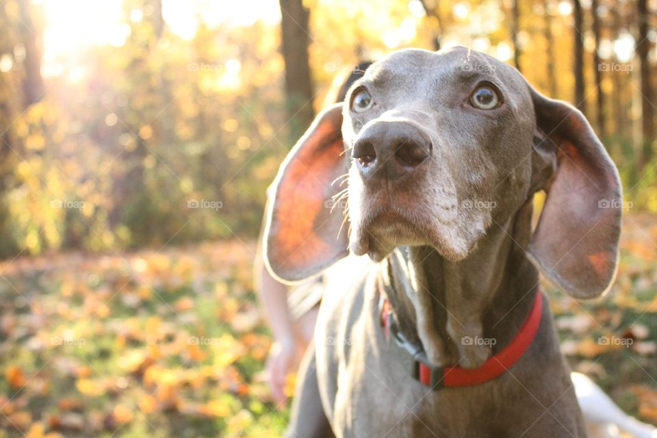 Close-up of a dog