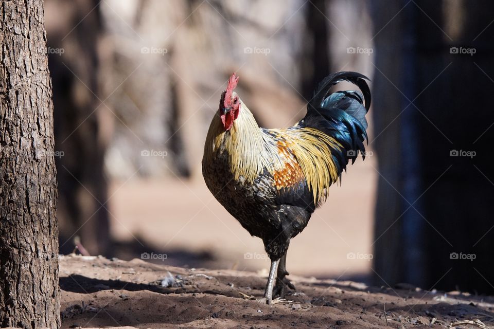 Chicken in Zambia