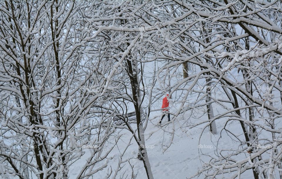 Winter, Snow, Cold, Frost, Tree