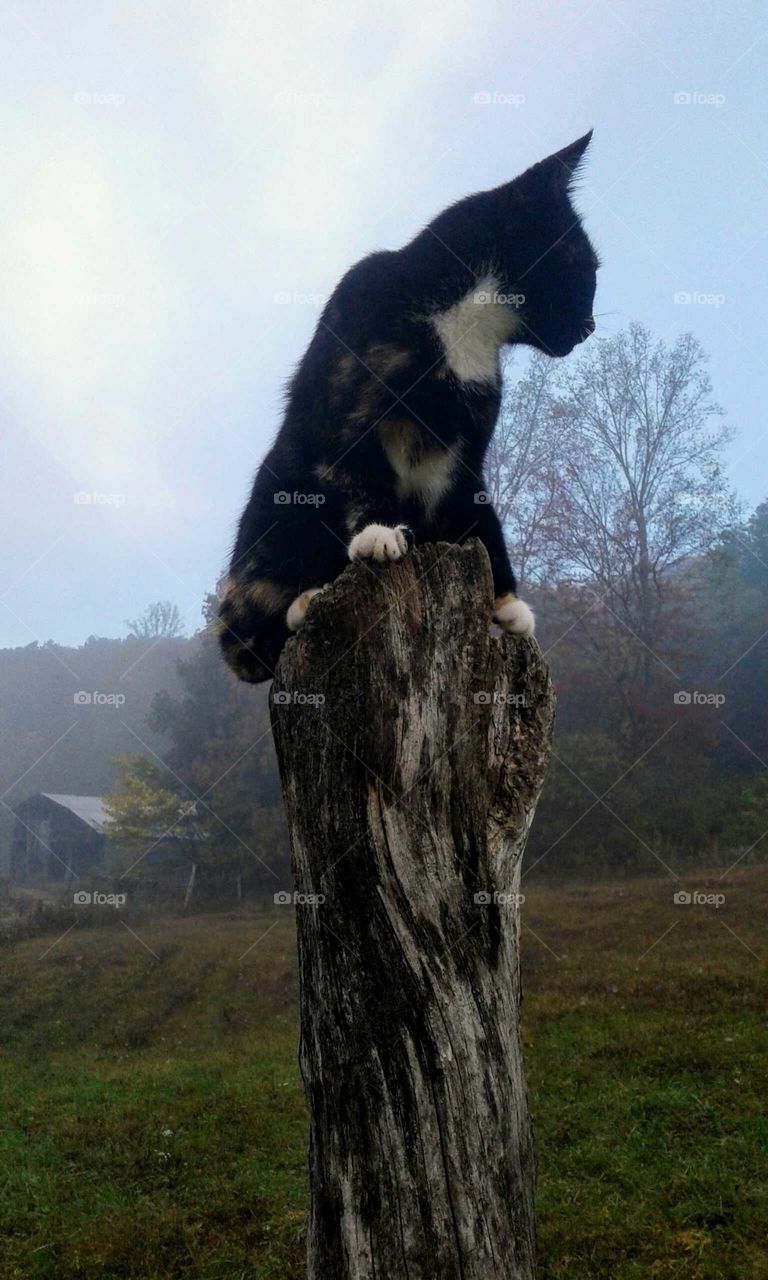 Birdwatching during a foggy sunrise.