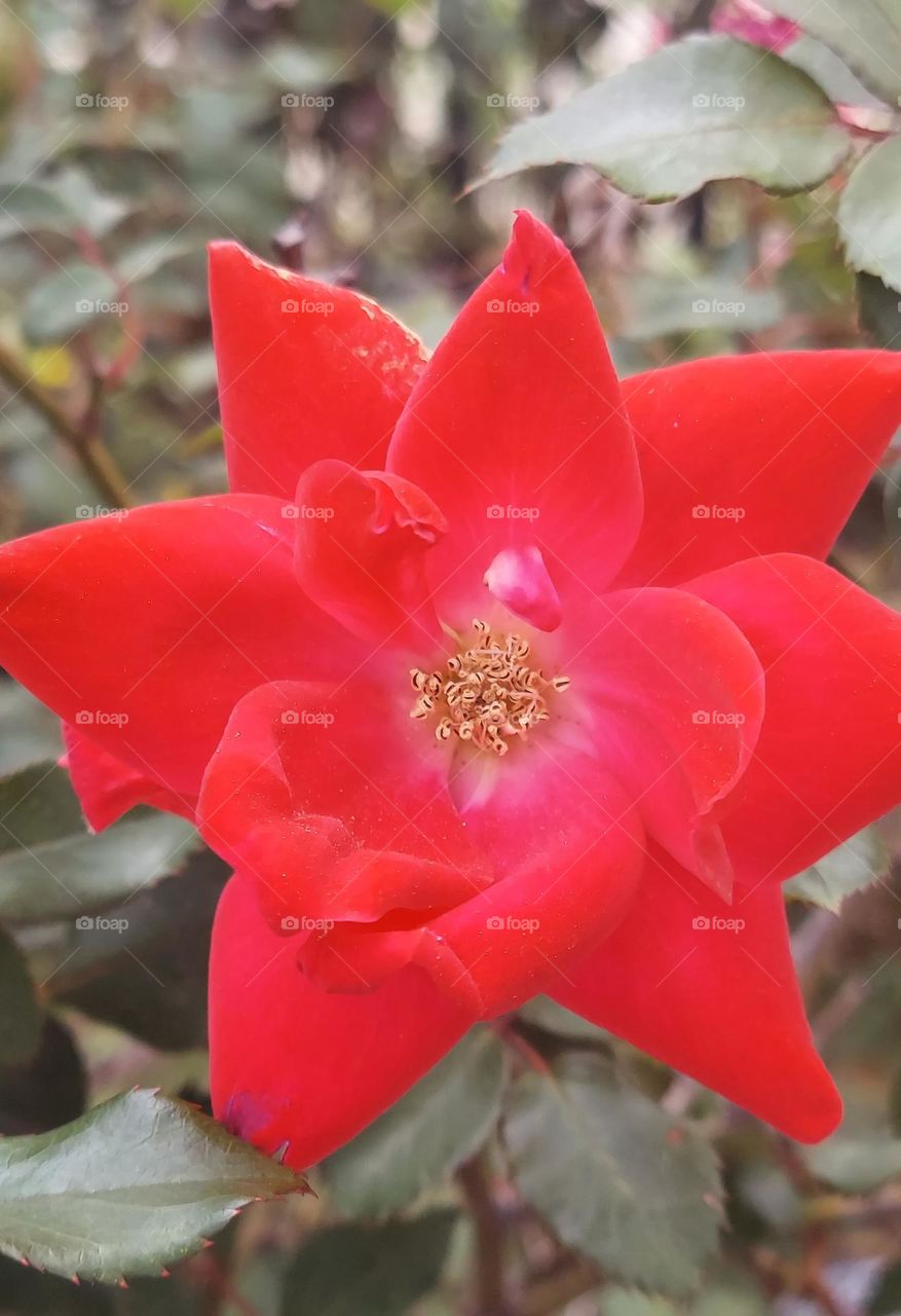 Red Rose CloseUp