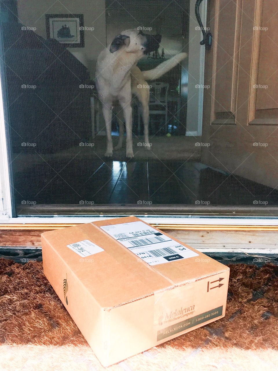 A dog barks to let her family know that an online purchase has arrived and a package 📦