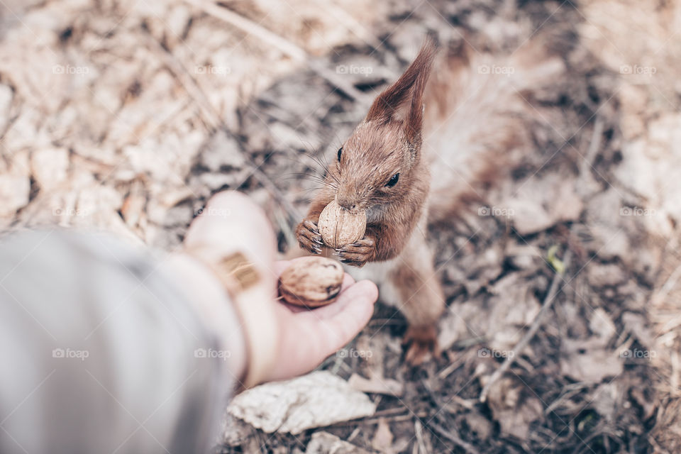 squirrel eats a nut