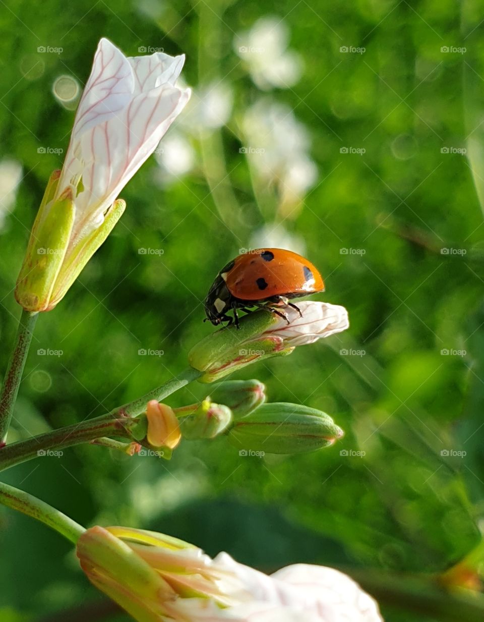 A ladybug on a flower. Closeup.