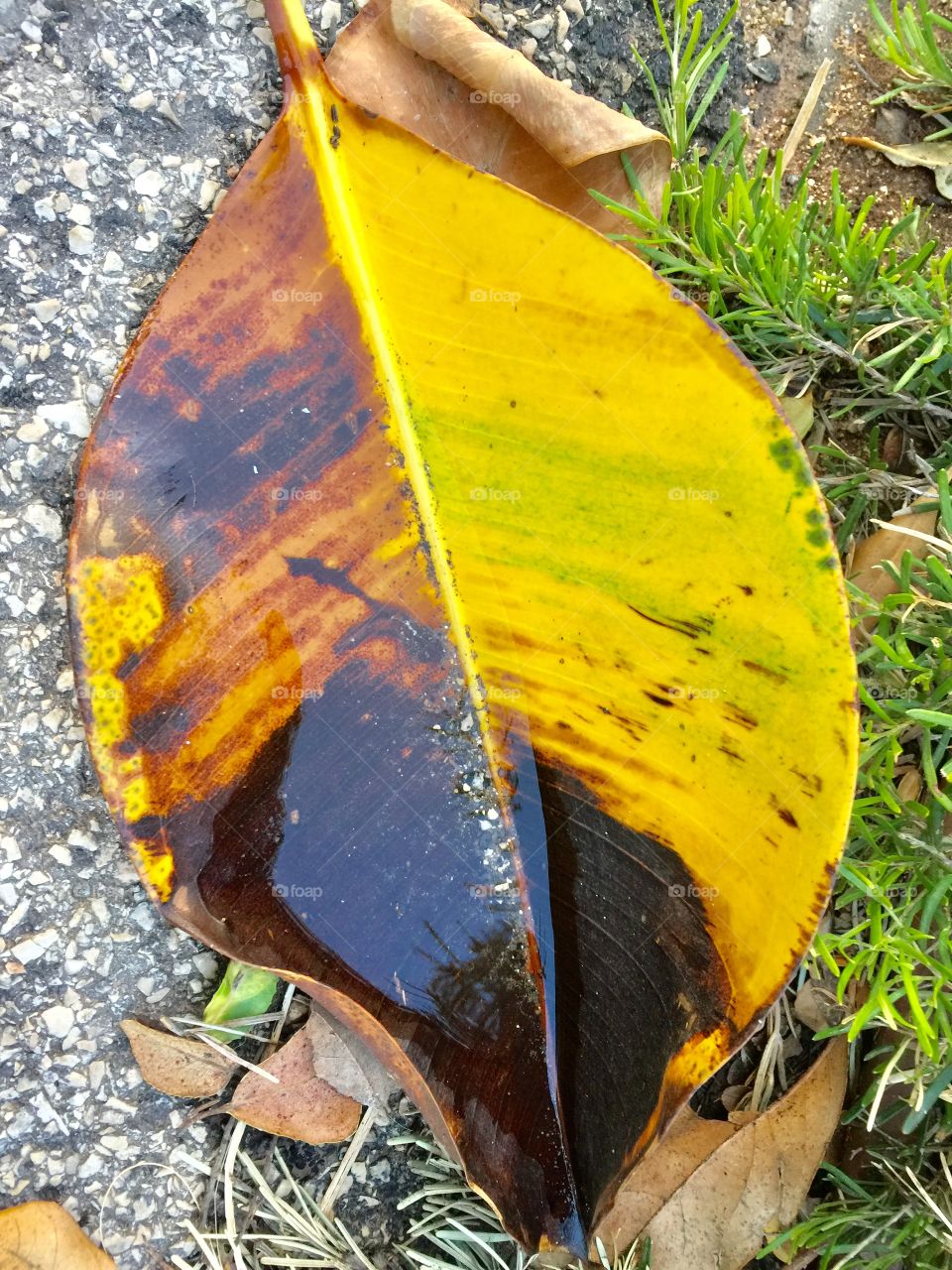 Rain water on leaf