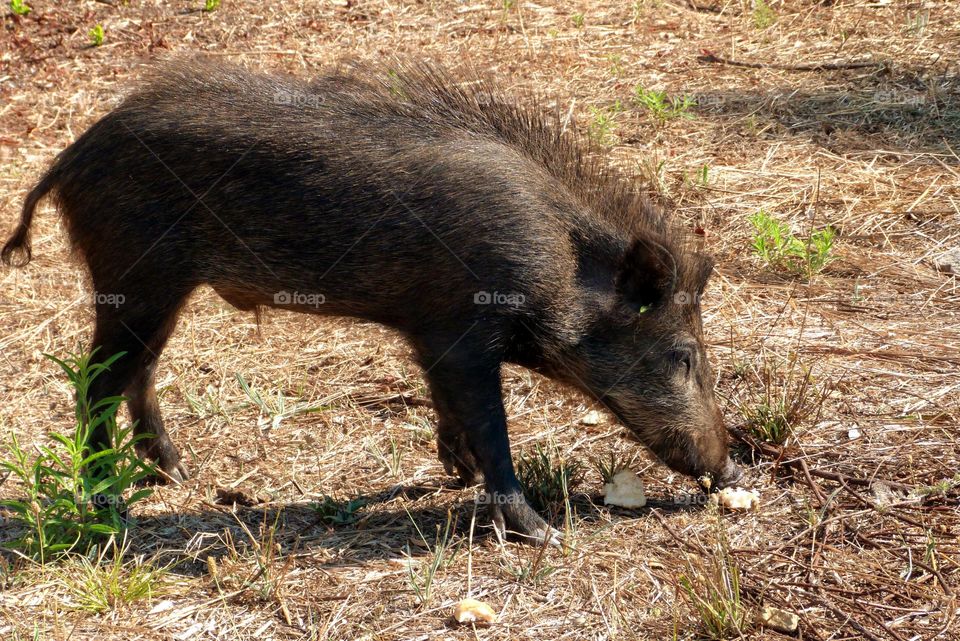 A small wild boar approached our terrace during a vacation in Corsica. It seems to be looking for food on the ground.