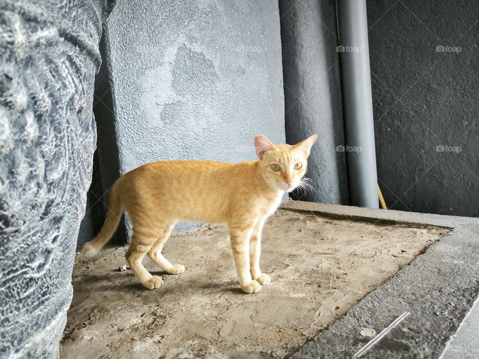 An orange cat is standing next to a flower pot