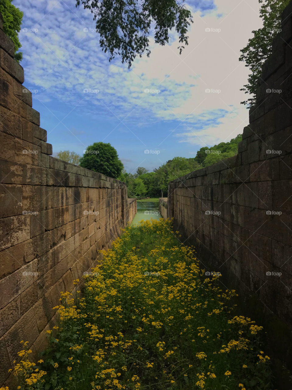 Beautiful yellow wildflowers grow between the stone walls of a boat lock in Ohio.