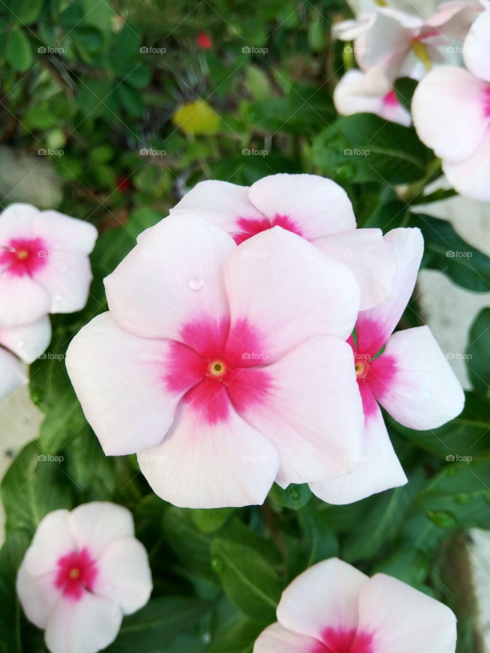 Flower, Nature, Garden, Leaf, Flora