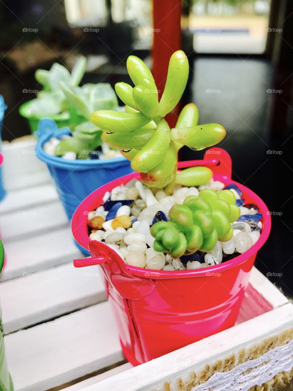 Mini Cactus bucket 