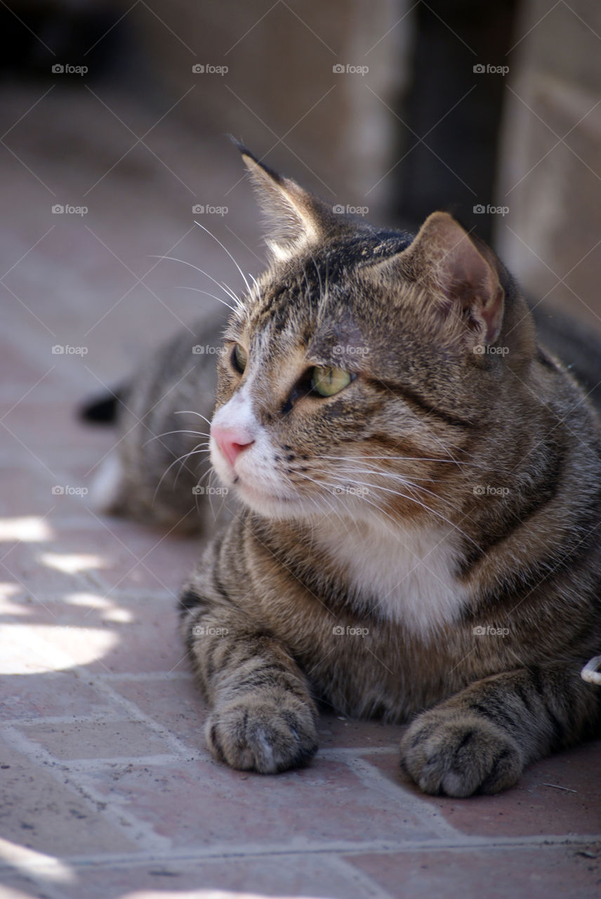 Miss meow enjoying the sun and unaware of her charms.