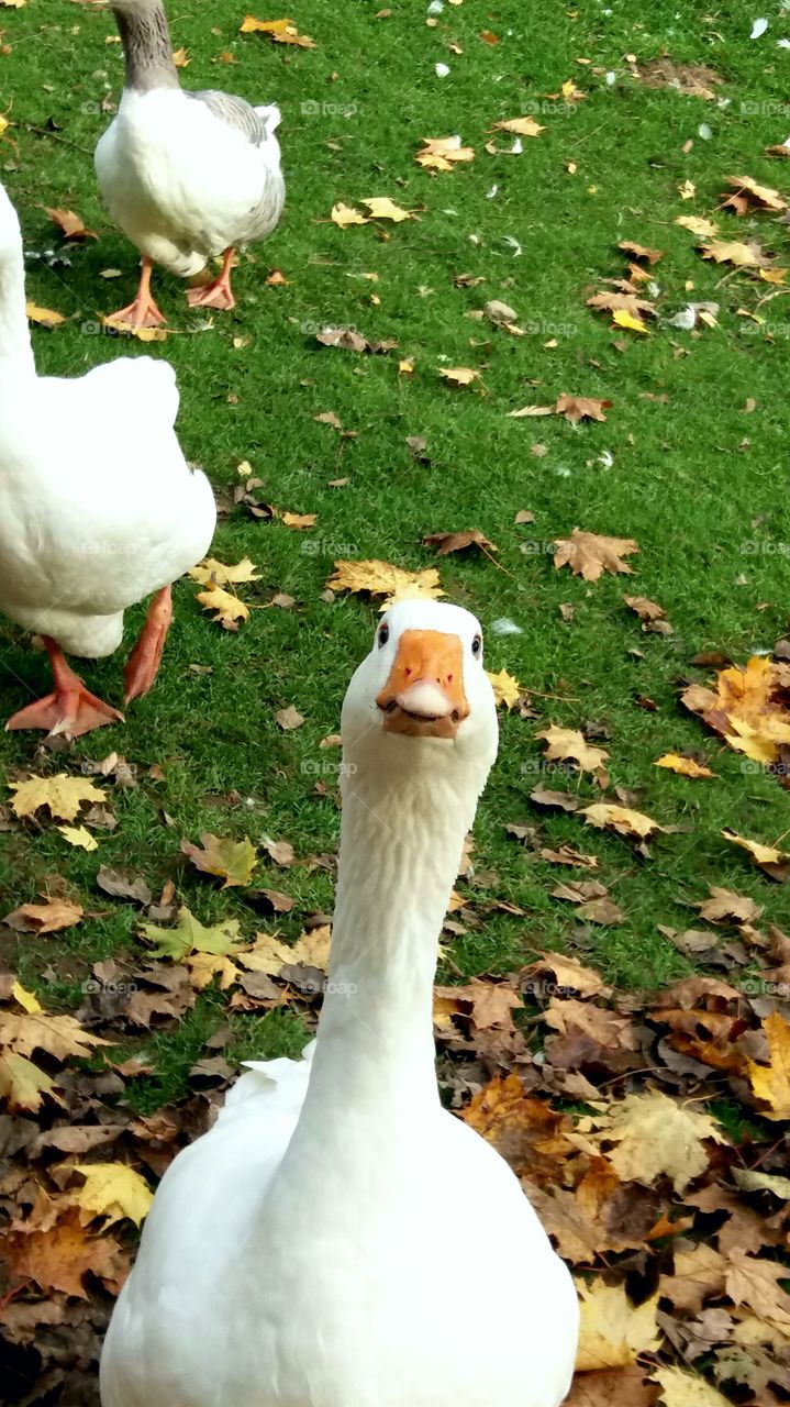 curious goose