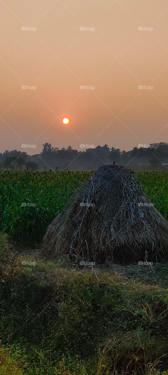 The glorious lamp of heaven🌞