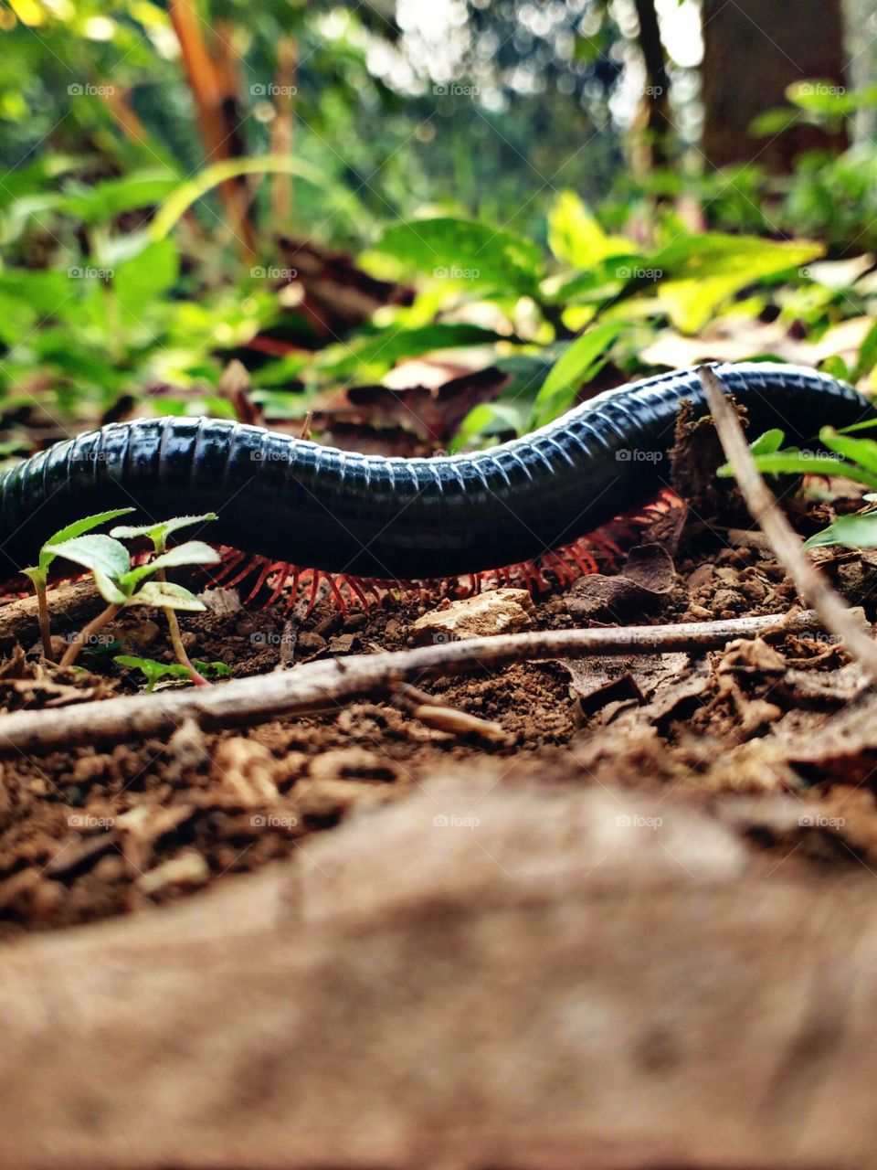 millipede