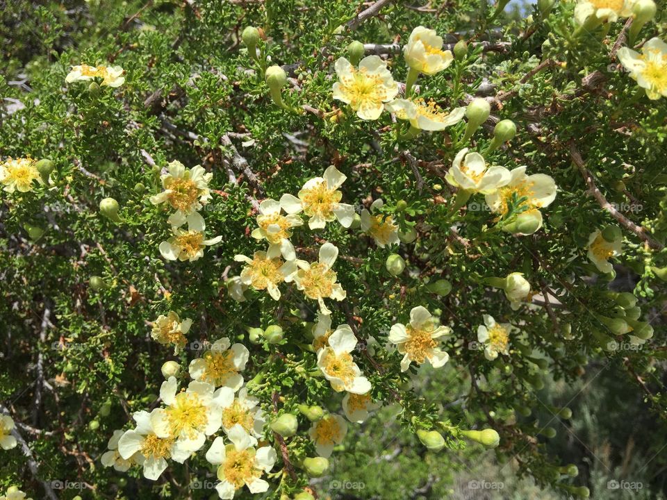 Flower, Nature, Flora, Leaf, Outdoors