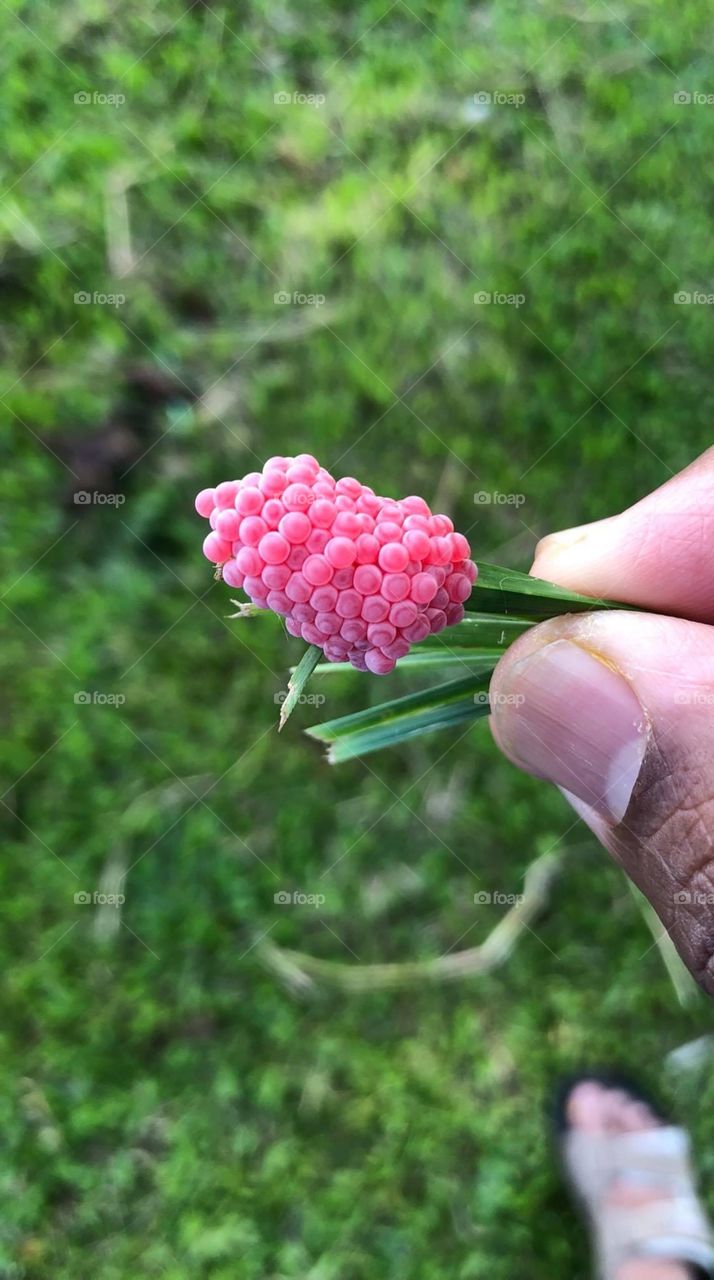 Pink Frog’s Egg