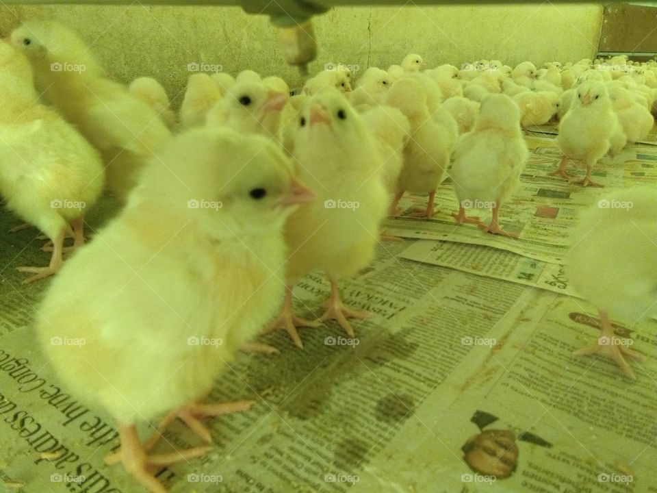 Poultry layer chicks