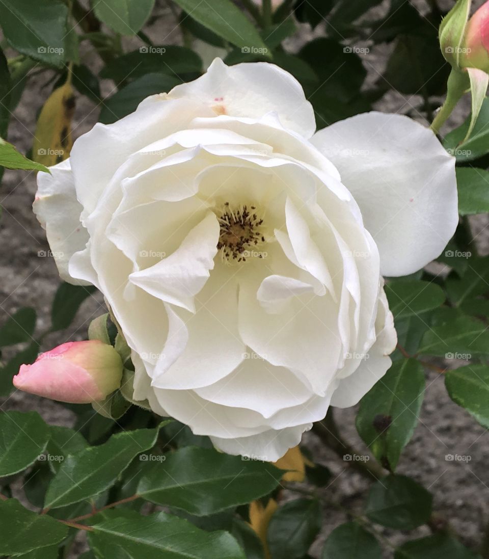 White Rosa