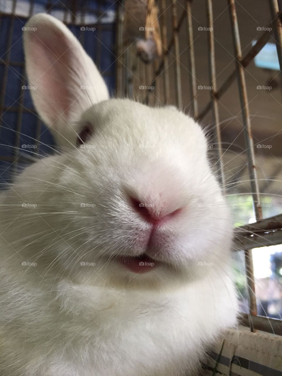 Closeup of rabbit