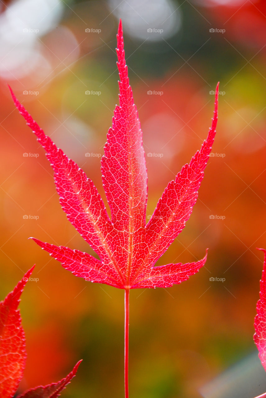 Japanese Maple Leaf in Autumn Season 