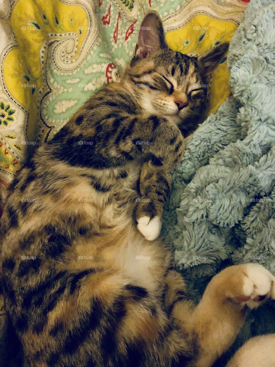 Sleeping tabby kitten showing her belly on an aqua colored blanket and colorful comforter