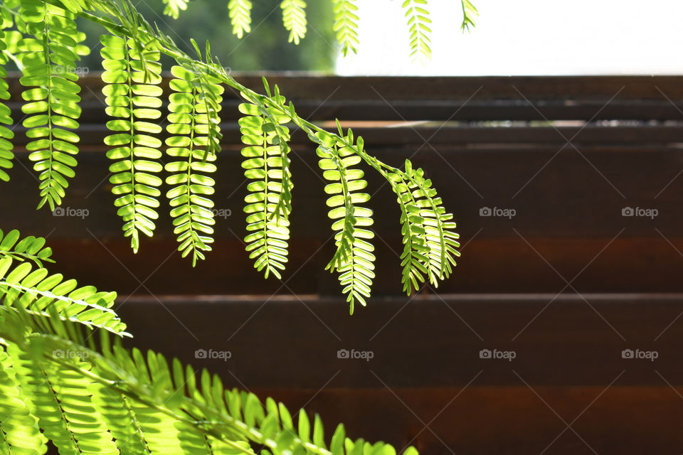 Sesbania grandiflora or Scarlet wisteria green tree leaves background. Concept for Healthcare and Medical or the Benefits of Herb for the good health.