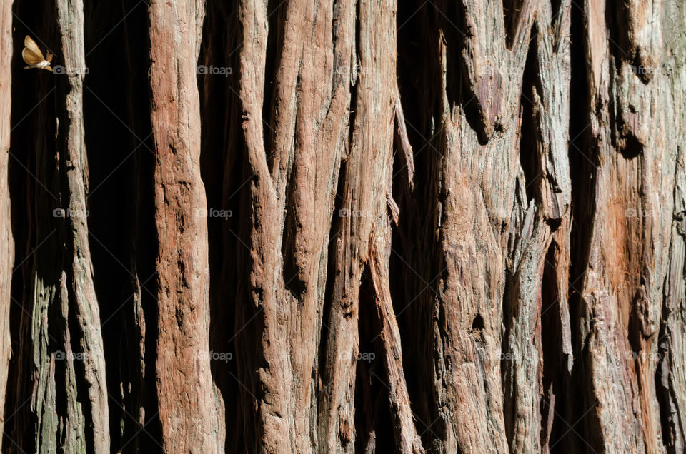 Detail shot of tree trunk.