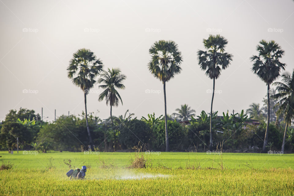 Farmers are spraying crops in a green field.