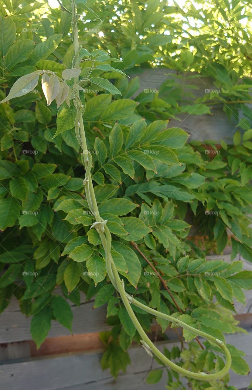 Blue rain climbing plant