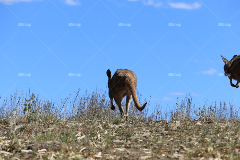 Solitary kangaroo hopping away from the camera, in the Australian outback 