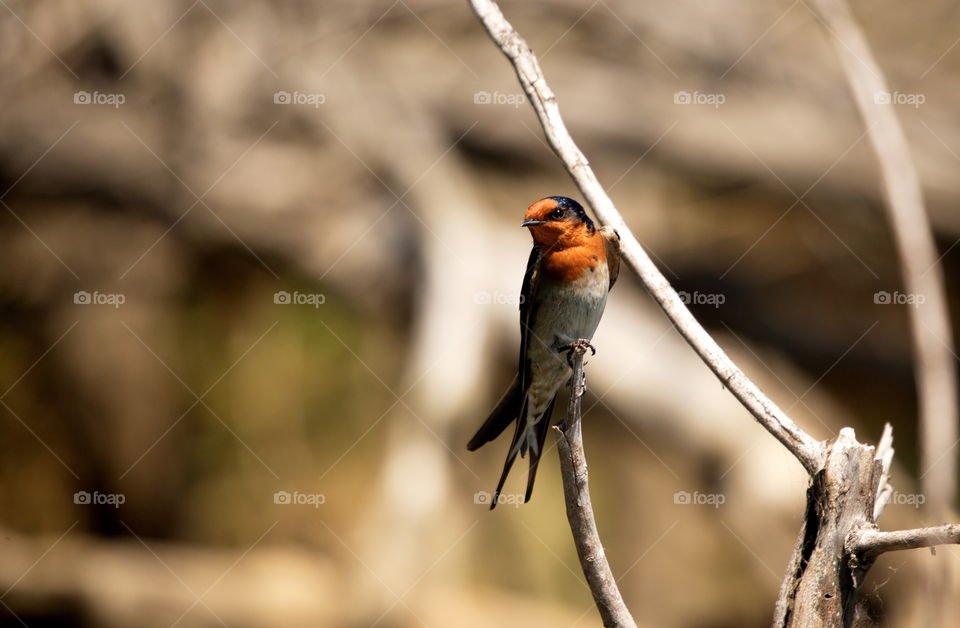 Welcome Swallow on a branch