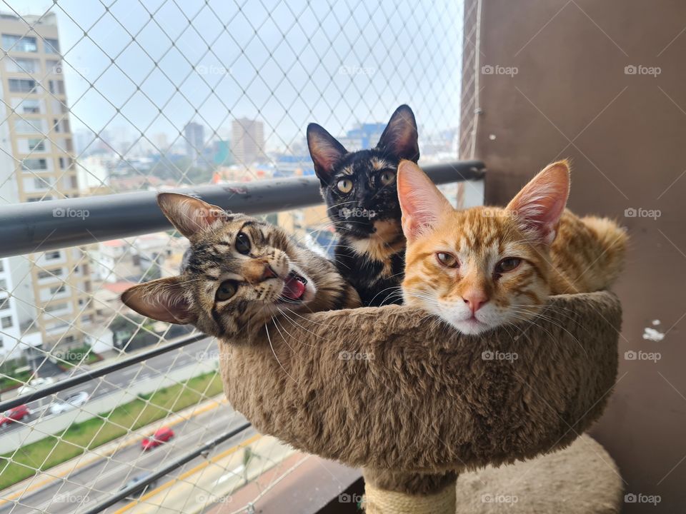 cats on balcony