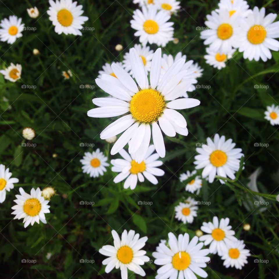 Daisys for Days