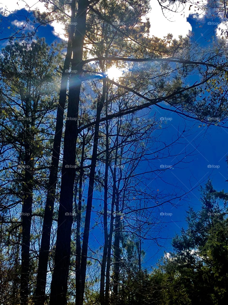 Sun shining through the trees