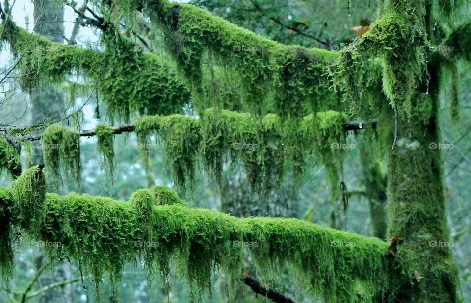 Vibrant green moss envelopes the grey trunks and branches of the trees in a shot of fading winter daylight in a Pacific Northwest forest. 