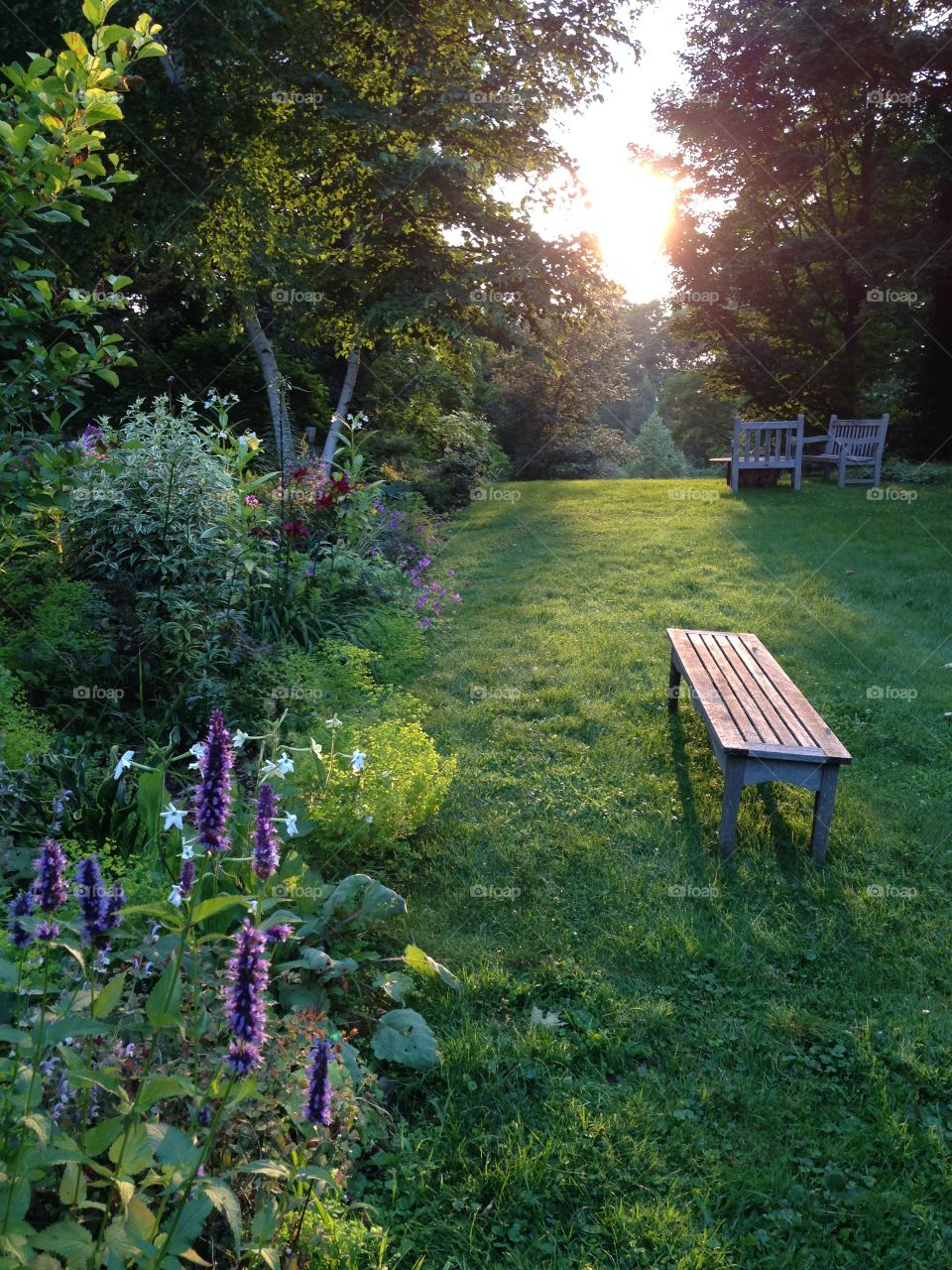 Garden light. Garden in Sunset light