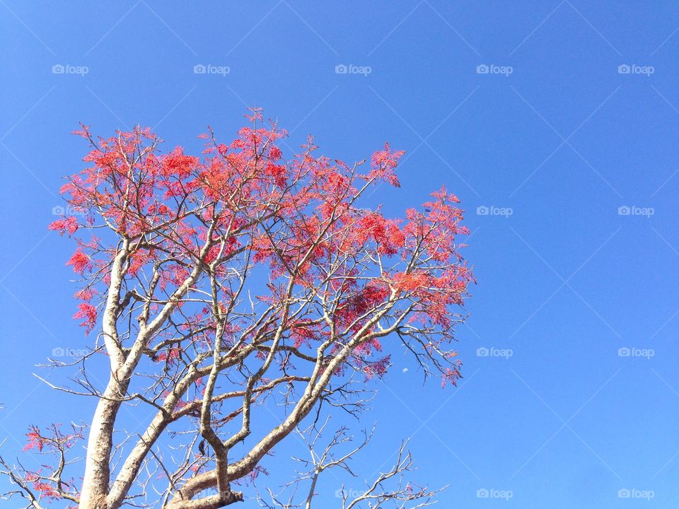 Flower tree on blue sky summer
