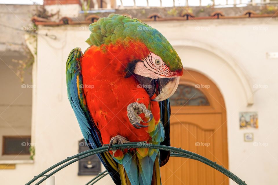 Parrot