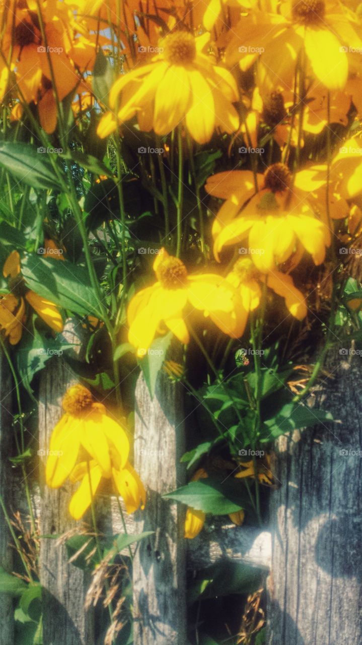 Yellow Flowers