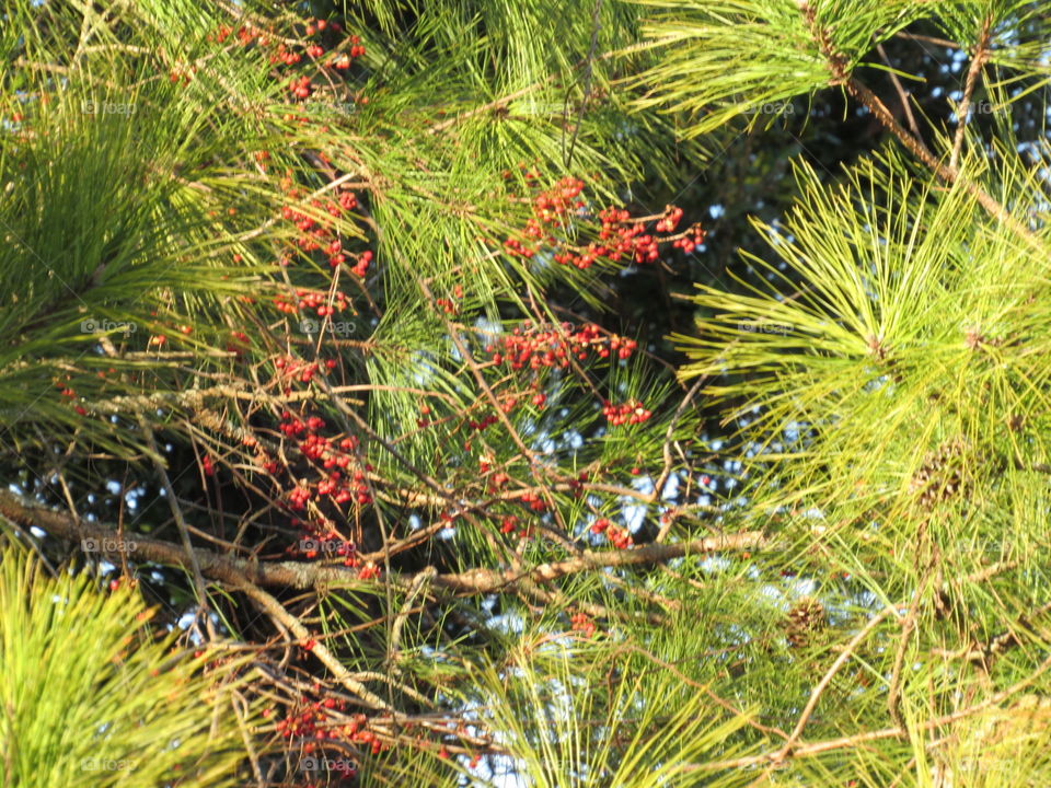 Pine tree and Bittersweet berries