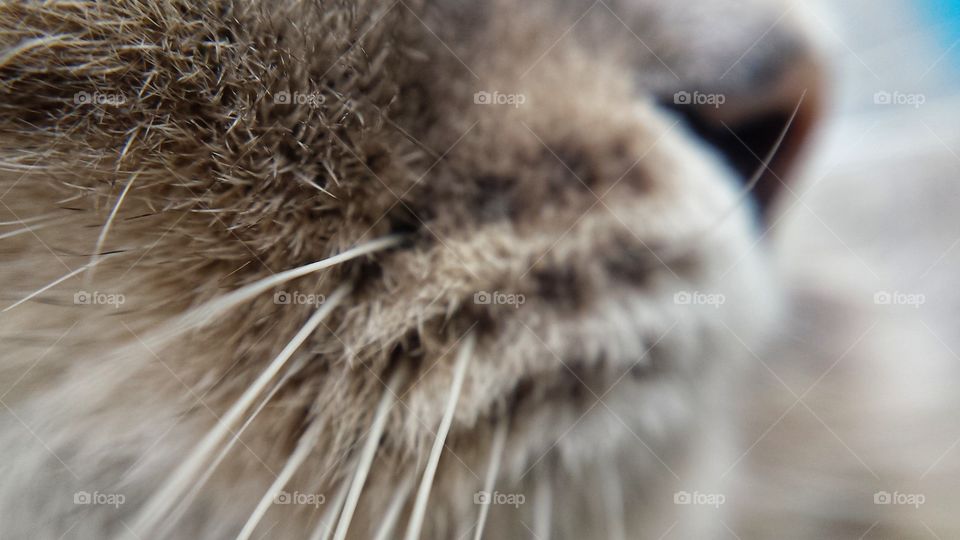 Whisker of a cat